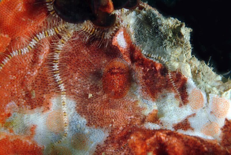 Onchidoris neapolitana